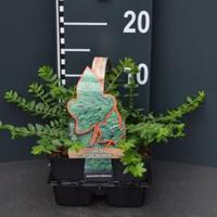 Plantenwinkel.nl Struikkamperfoelie (lonicera nitida "Maigrun") bodembedekker - 4-pack - 1 stuks