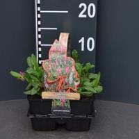 Plantenwinkel.nl Duizendknoop (persicaria affinis) bodembedekker - 4-pack - 1 stuks