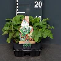 Schuimbloem (tiarella cordifolia) bodembedekker - 4-pack - 1 stuks