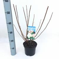 Plantenwinkel.nl Hydrangea Paniculata "Phantom" pluimhortensia - 35-40 cm - 1 stuks