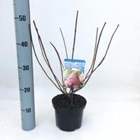 Plantenwinkel.nl Hydrangea Paniculata "Vanille Fraise"® pluimhortensia
