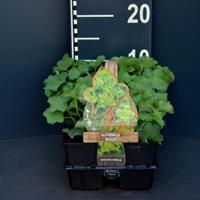 Plantenwinkel.nl Vrouwenmantel (alchemilla mollis) bodembedekker - 6-pack - 1 stuks