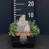 Plantenwinkel.nl Hoornbloem (cerastium tomentosum) bodembedekker - 6-pack - 1 stuks