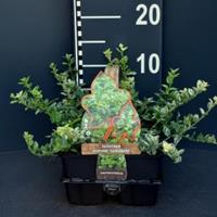 Plantenwinkel.nl Kardinaalsmuts (euonymus fortunei "Harlequin") bodembedekker - 6-pack - 1 stuks