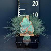 Plantenwinkel.nl Zwenkgras (Festuca glauca "Elijah Blue") bodembedekker - 6-pack - 1 stuks