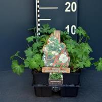 Plantenwinkel.nl Ooievaarsbek (geranium cantabrigiense "Biokovo") bodembedekker - 6-pack - 1 stuks