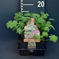Plantenwinkel.nl Ooievaarsbek (geranium macrorrhizum) bodembedekker - 6-pack - 1 stuks
