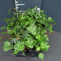 Plantenwinkel.nl Klimop (hedera helix "Green Ripple") bodembedekker - 6-pack - 1 stuks