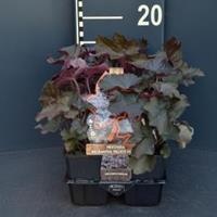 Plantenwinkel.nl Purperklokje (heuchera micrantha "Palace Purple") bodembedekker - 6-pack - 1 stuks