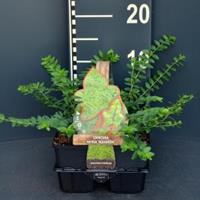 Plantenwinkel.nl Struikkamperfoelie (lonicera nitida "Maigrun") bodembedekker - 6-pack - 1 stuks