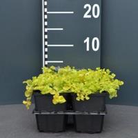 Plantenwinkel.nl Penningkruid (lysimachia nummularia "Aurea") bodembedekker - 6-pack - 1 stuks