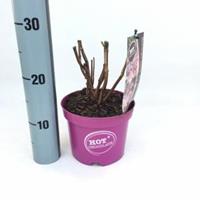 Hydrangea Aspera "Hot Chocolate"® fluweelhortensia - 20-25 cm - 1 stuks