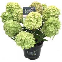 Plantenwinkel.nl Hydrangea Paniculata "Little Lime"® pluimhortensia - 20-25 cm - 1 stuks