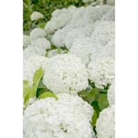 Plantenwinkel.nl Hydrangea Arborescens "Strong Annabelle"® sneeuwbalhortensia