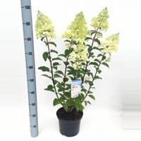Plantenwinkel.nl Hydrangea Paniculata "Silver Dollar" pluimhortensia - 80-90 cm - 1 stuks
