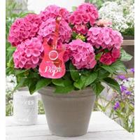 Plantenwinkel.nl Hydrangea Macrophylla Music Collection "Pink Pop"® boerenhortensia - 25-30 cm - 1 stuks