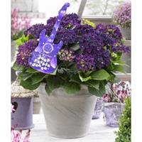 Plantenwinkel.nl Hydrangea Macrophylla Music Collection "Deep Purple Dance"® boerenhortensia - 25-30 cm - 1 stuks