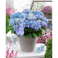 Plantenwinkel.nl Hydrangea Macrophylla Music Collection "Blue Ballad"® boerenhortensia - 25-30 cm - 1 stuks