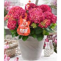 Plantenwinkel.nl Hydrangea Macrophylla Music Collection "Red Reggae"® boerenhortensia - 25-30 cm - 1 stuks