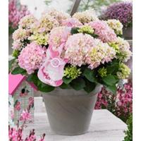 Plantenwinkel.nl Hydrangea Macrophylla Music Collection "Soft Pink Salsa"® boerenhortensia - 25-30 cm - 1 stuks