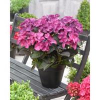 Plantenwinkel.nl Hydrangea Macrophylla "Black Diamond® Dark Angel Purple"® schermhortensia - 25-30 cm - 1 stuks