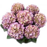 Plantenwinkel.nl Hydrangea Macrophylla Classic® "Adula Blue"® boerenhortensia