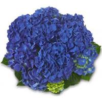 Plantenwinkel.nl Hydrangea Macrophylla Classic® "Jip"® boerenhortensia