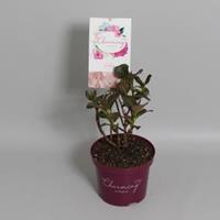 Plantenwinkel.nl Hydrangea Macrophylla "Charming® Claire Pink"® boerenhortensia - 25-30 cm - 1 stuks