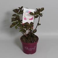 Plantenwinkel.nl Hydrangea Macrophylla "Charming® Alice Pink"® boerenhortensia - 25-30 cm - 1 stuks