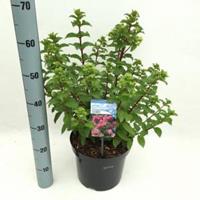 Plantenwinkel.nl Hydrangea Paniculata "Diamond Rouge"® pluimhortensia - 40-50 cm - 1 stuks