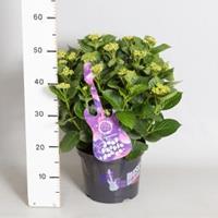 Plantenwinkel.nl Hydrangea Macrophylla Music Collection "Deep Purple Dance"® boerenhortensia - 30-40 cm - 1 stuks