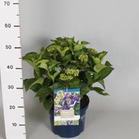 Plantenwinkel.nl Hydrangea Macrophylla "Magical Amethyst Blauw"® boerenhortensia - 30-40 cm - 1 stuks