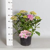 Plantenwinkel.nl Hydrangea Macrophylla "Double Flowers Pink"® boerenhortensia - 30-40 cm - 1 stuks