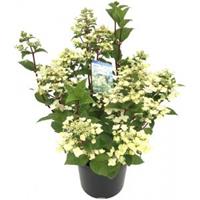 Plantenwinkel.nl Hydrangea Paniculata "Wim's Red"® pluimhortensia