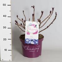 Plantenwinkel.nl Hydrangea Macrophylla "Charming® Alice Blue"® boerenhortensia - 30-40 cm - 1 stuks