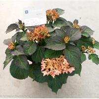 Plantenwinkel.nl Hydrangea Macrophylla "Kanmara De Beauty Champagne"® boerenhortensia