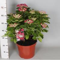 Plantenwinkel.nl Hydrangea Macrophylla Classic® "Lady In Red"® schermhortensia - 50-60 cm - 1 stuks