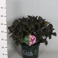 Plantenwinkel.nl Hydrangea Macrophylla "Black Diamond® Dark Angel Purple"® schermhortensia - 40-50 cm - 1 stuks