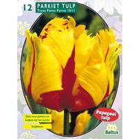 Baltus Tulipa Texas Flame, Parkiet per 12