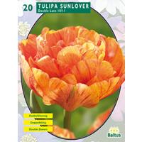 Baltus Tulipa Dubbel Laat Sunlover per 20