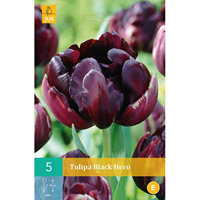 Tulipa Black Hero bloembollen 5 bollen Tulp JUB - Jub