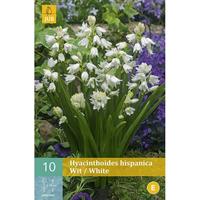 Hyacinthoides hispanica wit 10 bollen