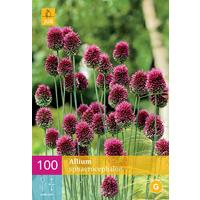 Allium sphaerocephalon 100 bollen