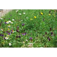 Wildenbloemen mixmat Compleet (incl. drainage type 11c & daktuinsubstraat) per 2.4 m2 max. 10 graden