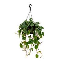 Philodendron scandens M hangplant