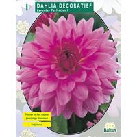 Baltus Dahlia Decoratief Lavender Perfection per 1