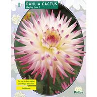 Baltus Dahlia Cactus Hayley Jane per 1