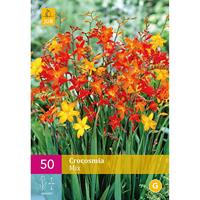 Crocosmia mix 50 bollen