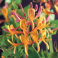 Vanderstarre Klimplant Lonicera heckrottii American Beauty 75 cm