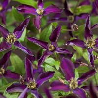 Vanderstarre Klimplant Clematis Noora PBR 75 cm